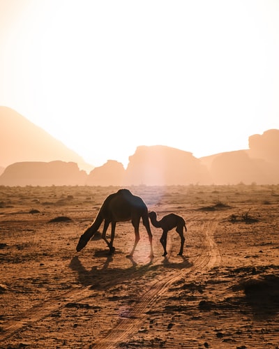 布朗荒芜之地的两只骆驼